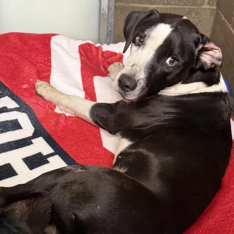 An adult medium-sized female Black Mixed Breed dog named Luxury for adoption in Pauls Valley, OK