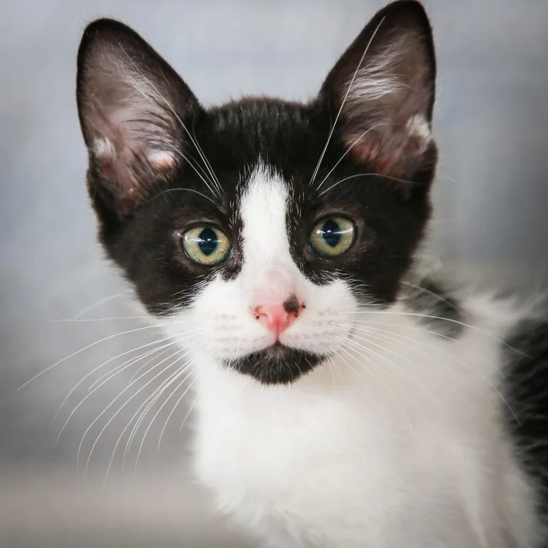 A baby small-sized male Black Domestic Short Hair cat named Jupiter for adoption in Hattiesburg, MS