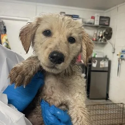 A baby medium-sized female Golden Retriever dog named Skittles for adoption in Morton Grove, IL