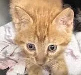 A baby small-sized male Tabby (Orange / Red) Domestic Short Hair cat named Quartz for adoption in Anoka, MN