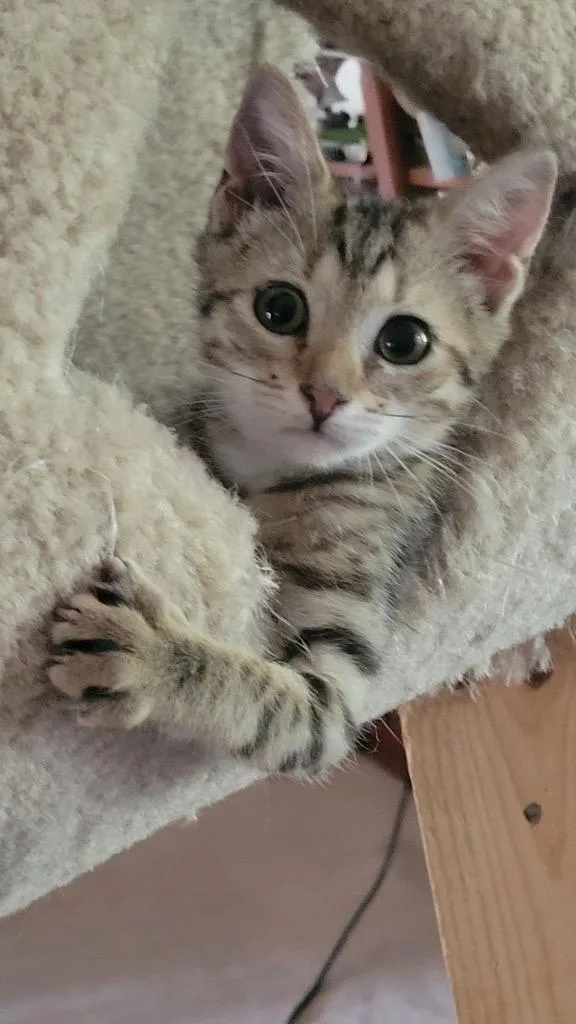 A baby medium-sized female Domestic Short Hair cat named Dulsie for adoption in Evans, GA