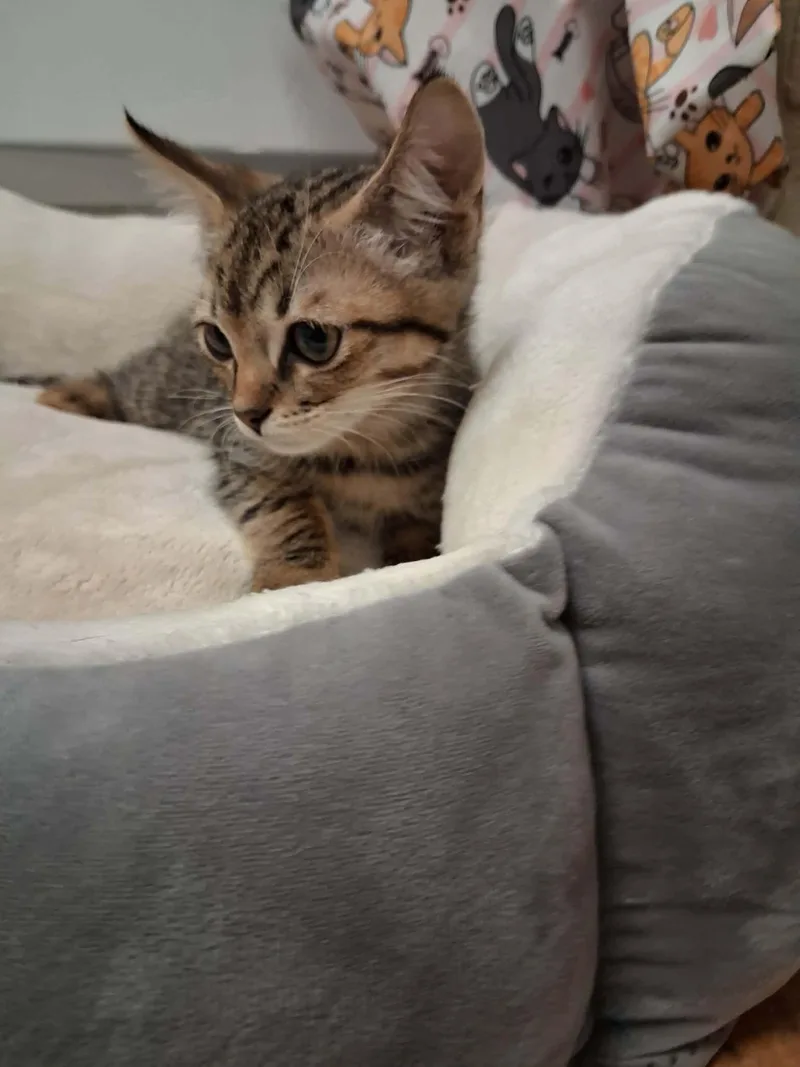 A baby small-sized male Brown / Chocolate Tabby cat named Chaupo for adoption in Parlier, CA