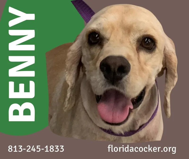 An adult medium-sized male Cocker Spaniel dog named Benny for adoption in Land O Lakes, FL
