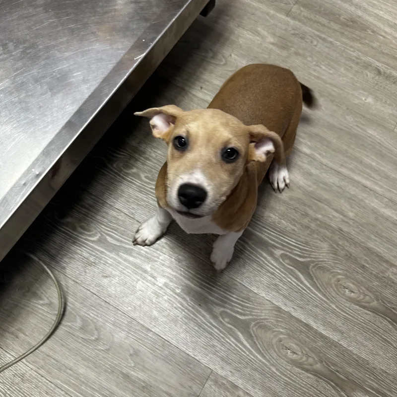 A young small-sized female Yellow / Tan / Blond / Fawn Dachshund dog named July LA for adoption in Baltimore, MD