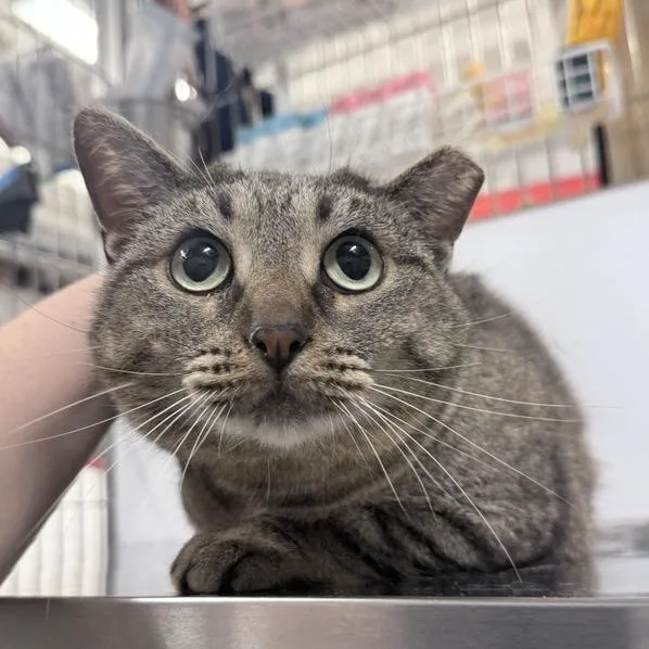 An adult large-sized female Brown / Chocolate Domestic Short Hair cat named Smoosh for adoption in New York, NY
