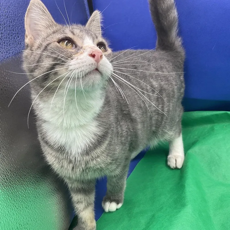A young small-sized male Gray / Blue / Silver Domestic Short Hair cat named Dallas for adoption in Gonzales, LA
