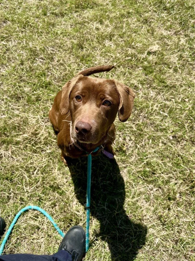 An adult medium-sized female Labrador Retriever dog named Da Sunny for adoption in Glen Allen, VA