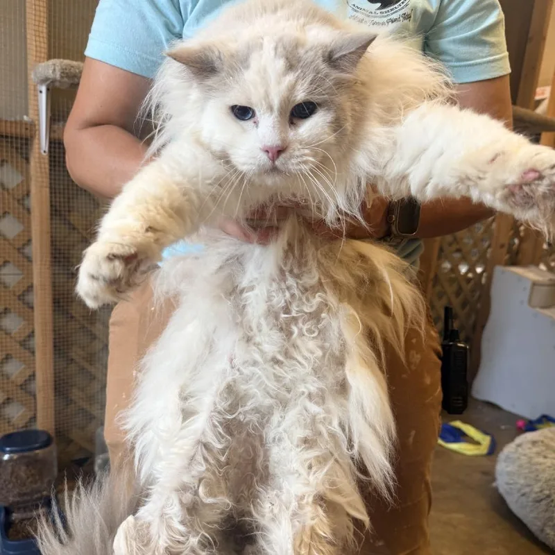 A senior large-sized male White Ragdoll cat named Biscuit for adoption in Corinth, MS
