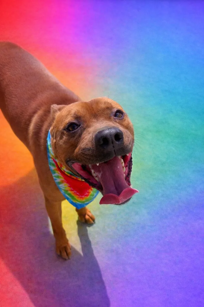 An adult medium-sized male Red / Chestnut / Orange Pit Bull Terrier dog named Johnny for adoption in Scottsville, KY