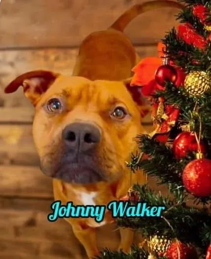 Johnny thumbnail 3