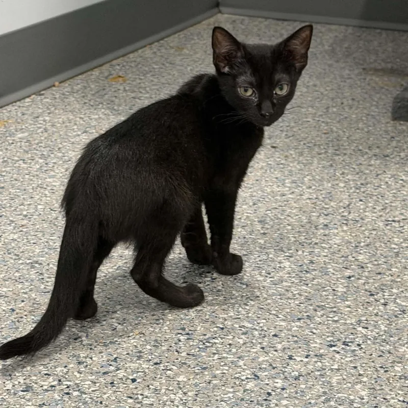 A baby small-sized male American Shorthair cat named Cruz for adoption in Danbury, CT