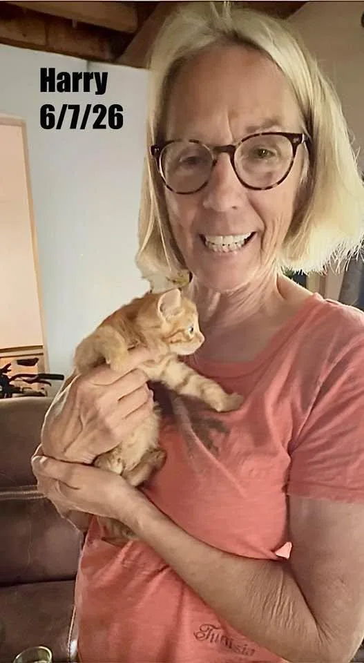 A young medium-sized male Domestic Short Hair cat named Harry for adoption in Berlin, MD