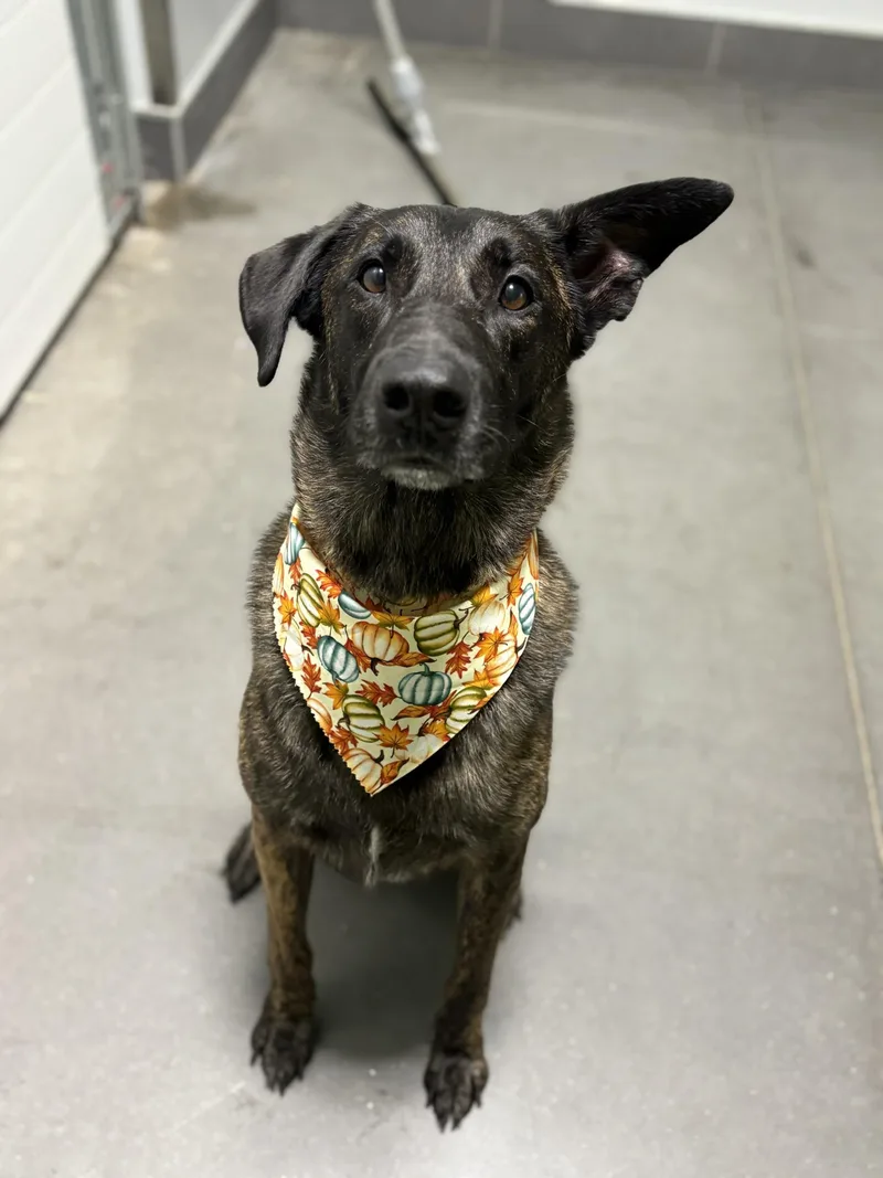 Major Mally thumbnail 2