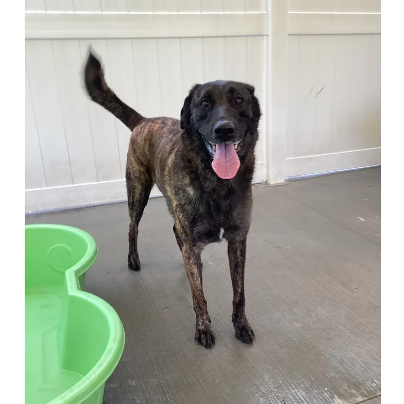 Major Mally thumbnail 3