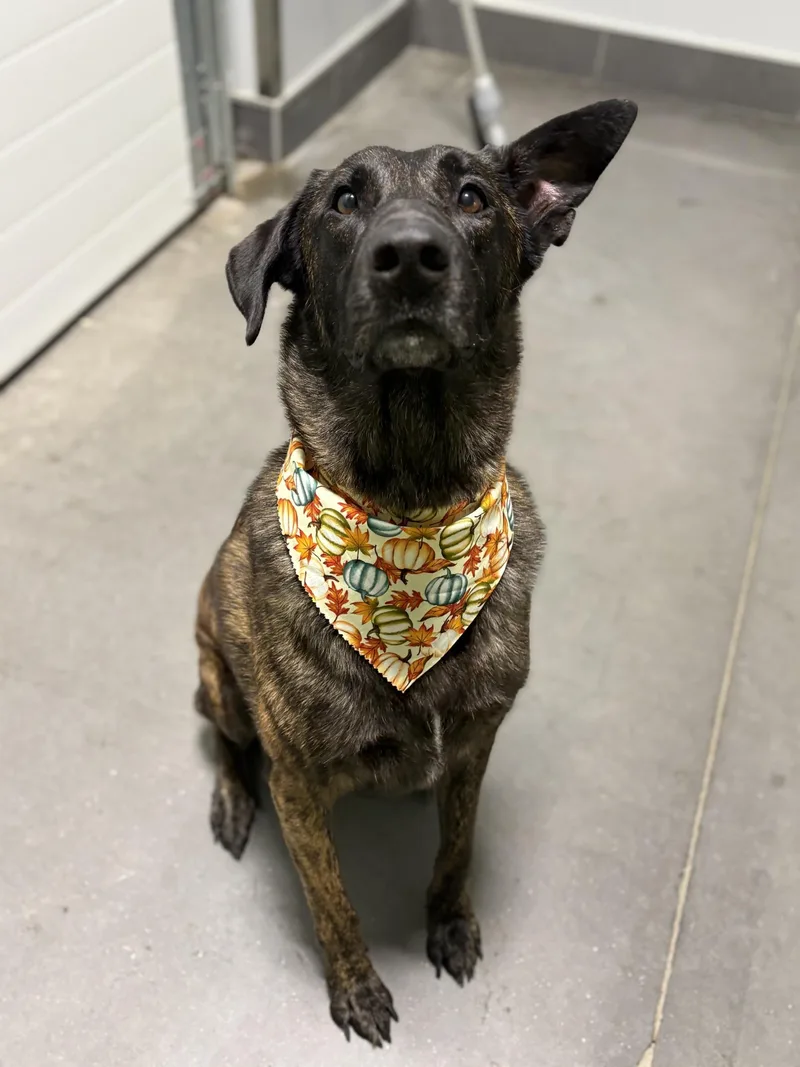 Major Mally thumbnail 4