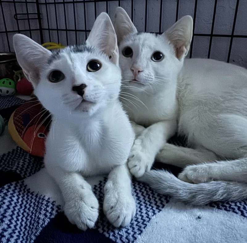 A young medium-sized female White Domestic Short Hair cat named Finn & Willow for adoption in Lauderhill, FL