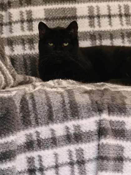 An adult medium-sized female Domestic Short Hair cat named Adrian for adoption in Cumberland, MD