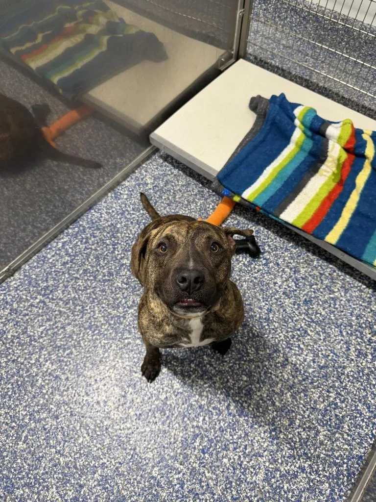 An adult large-sized male Pit Bull Terrier dog named Kona for adoption in Maumelle, AR