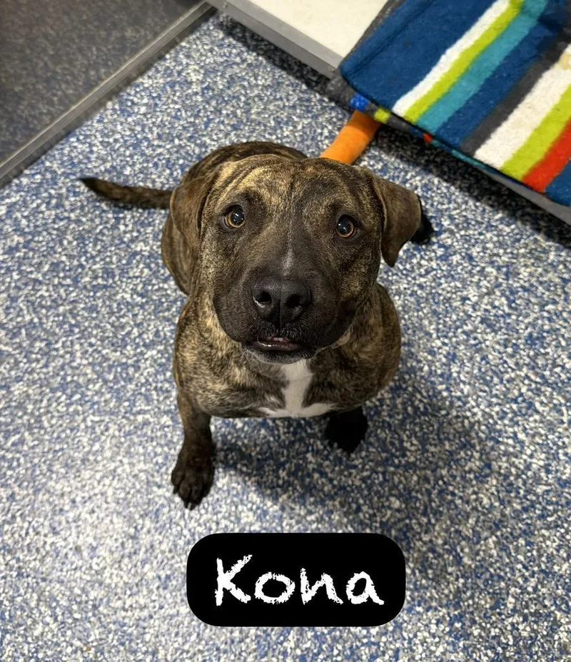 Kona thumbnail 3
