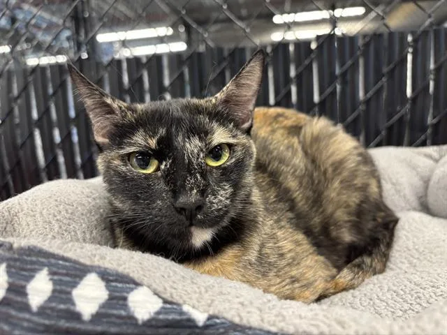 An adult small-sized female Domestic Short Hair cat named Freya for adoption in Palmetto, FL