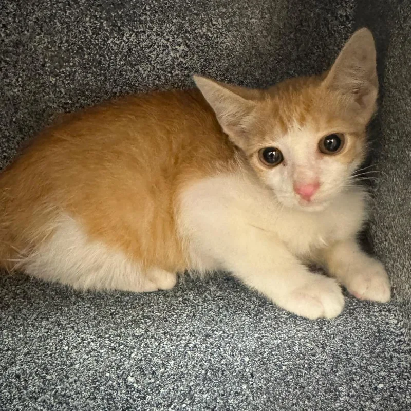 A baby small-sized male Orange / Red Domestic Short Hair cat named Narnia for adoption in Birmingham, AL