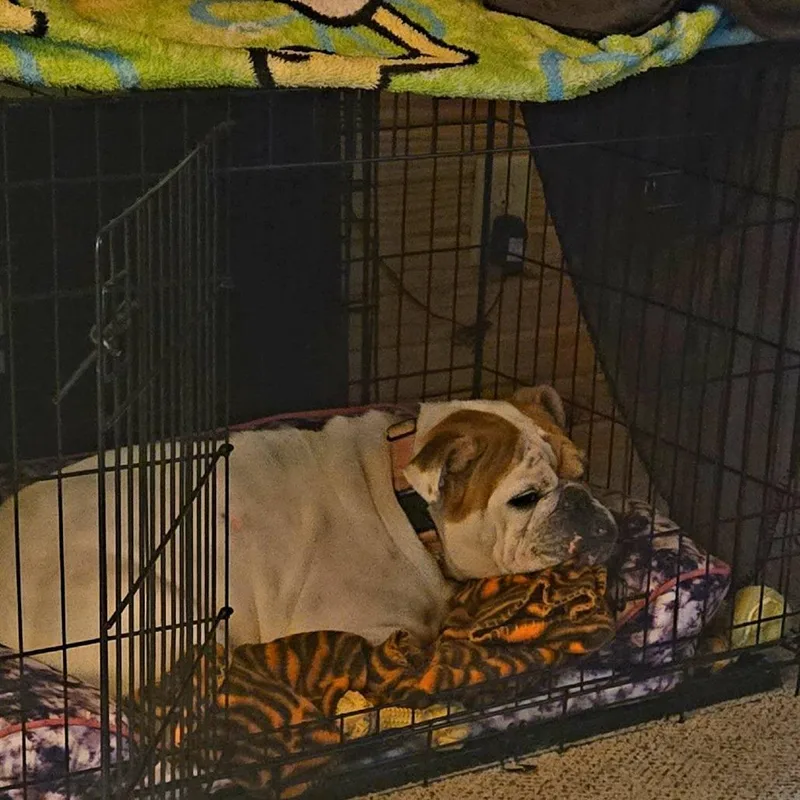 Penelope