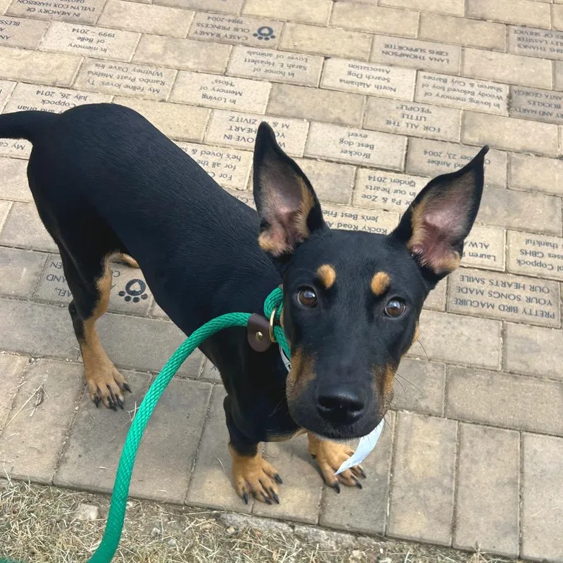 A young medium-sized female Shepherd dog named Rena for adoption in Birmingham, AL