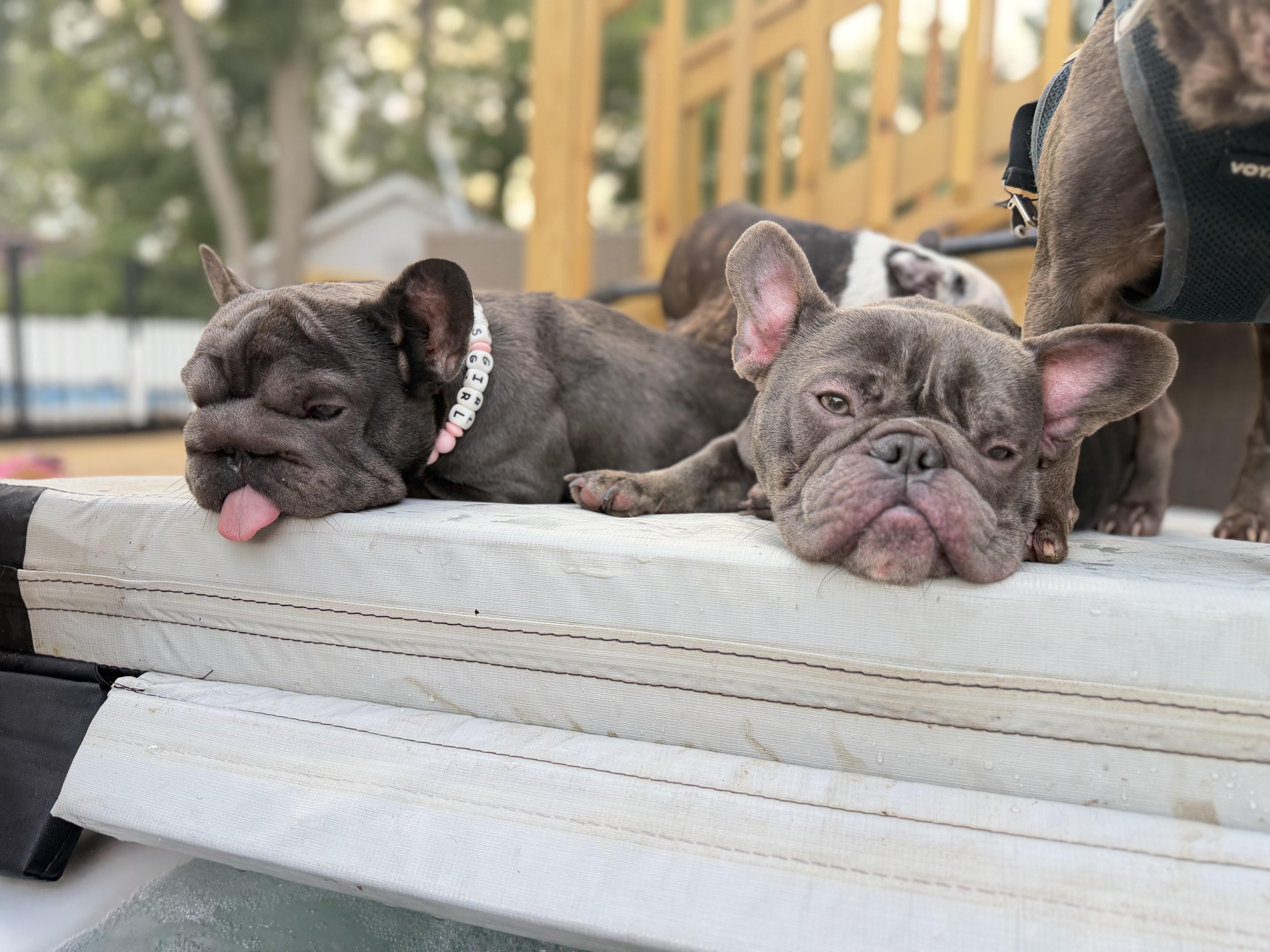 A young small-sized female French Bulldog dog named Marshmellow for adoption in Decatur , IL