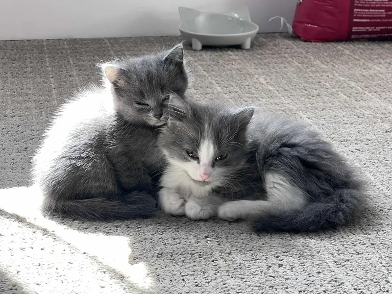 A baby small-sized male American Shorthair cat named Blaze for adoption in Pittsboro, NC