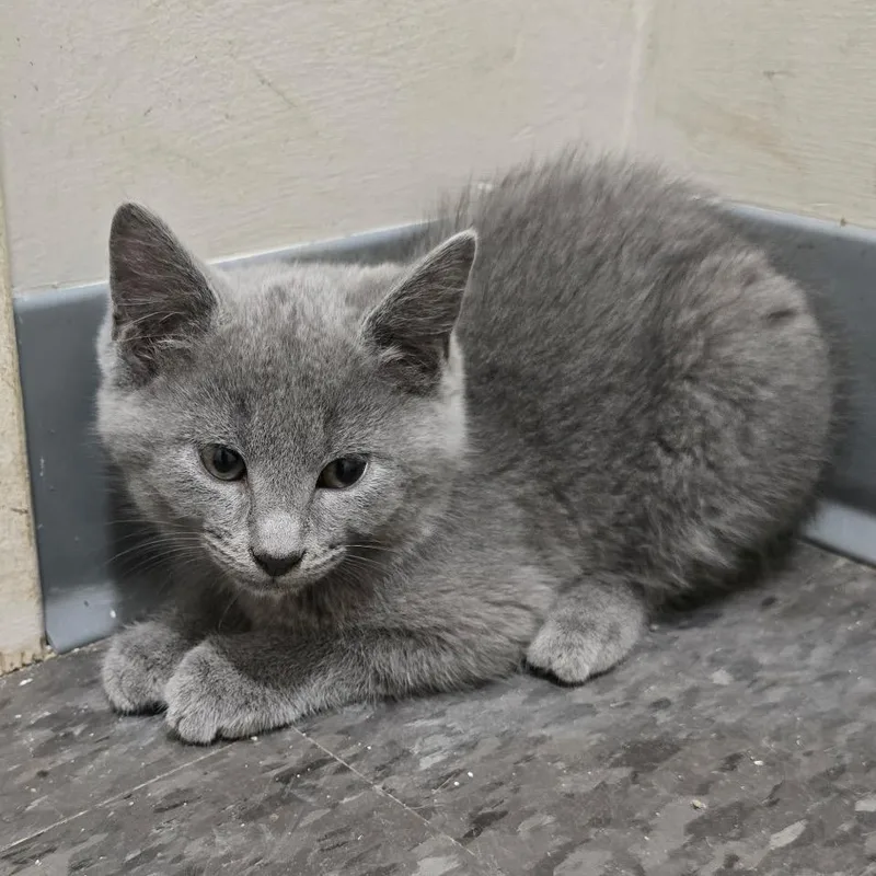 A baby small-sized male Gray / Blue / Silver Russian Blue cat named Smokey for adoption in Georgetown, KY