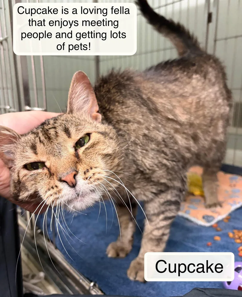 An adult medium-sized male Tabby (Brown / Chocolate) Domestic Short Hair cat named Cupcake for adoption in Ellicott City, MD