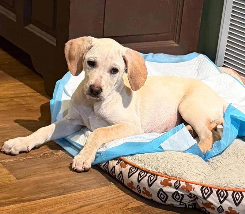 A baby medium-sized female Labrador Retriever dog named Lilith for adoption in Mobile, AL
