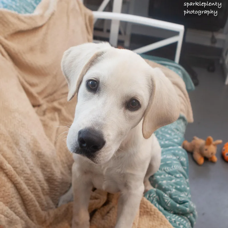 A baby medium-sized male White / Cream Labrador Retriever dog named Moose for adoption in Ridgefield, CT
