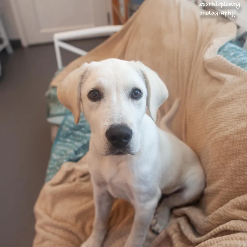 Moose thumbnail 3