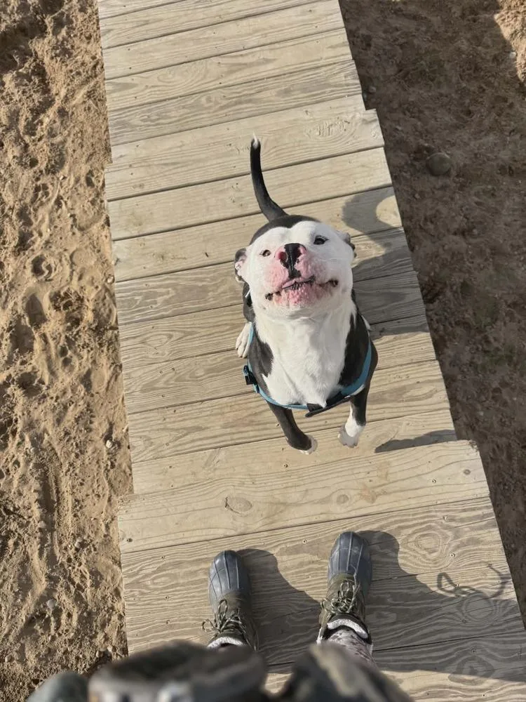 An adult large-sized male Tricolor (Brown, Black, & White) American Staffordshire Terrier dog named Bingo 🖤🤍 for adoption in Grand Rapids, MI