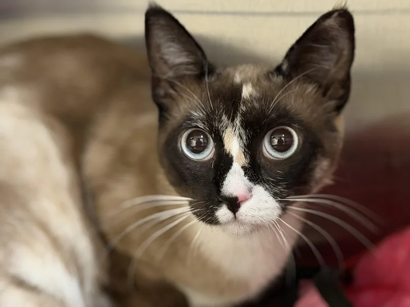 A young small-sized female Domestic Short Hair cat named Mochi for adoption in Los Angeles, CA