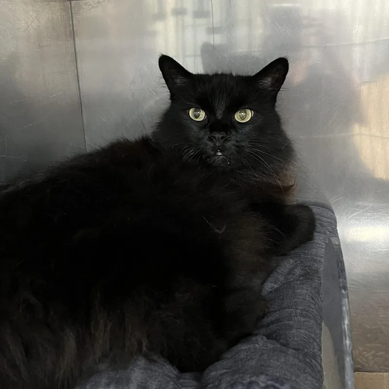 An adult large-sized female Domestic Medium Hair cat named Denise for adoption in Verona, VA
