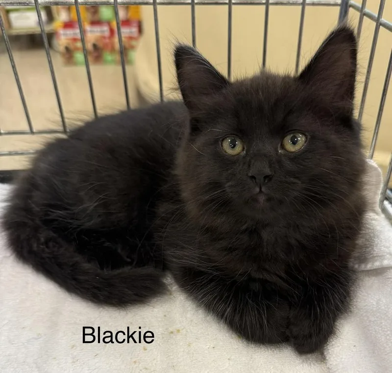A baby small-sized female Black Domestic Short Hair cat named Blackie for adoption in Safety Harbor, FL