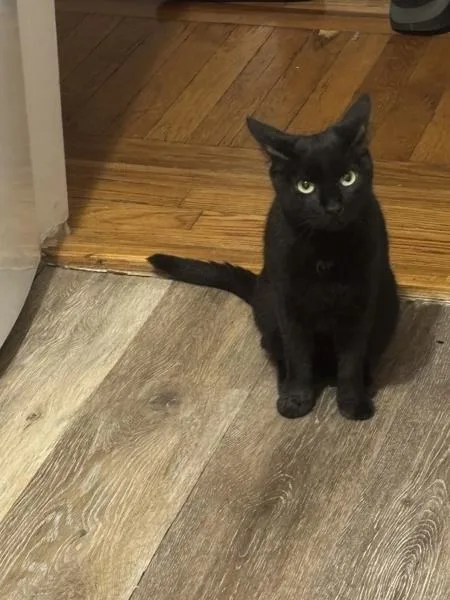 An adult medium-sized female Domestic Short Hair cat named Fork for adoption in Ridgewood, NY