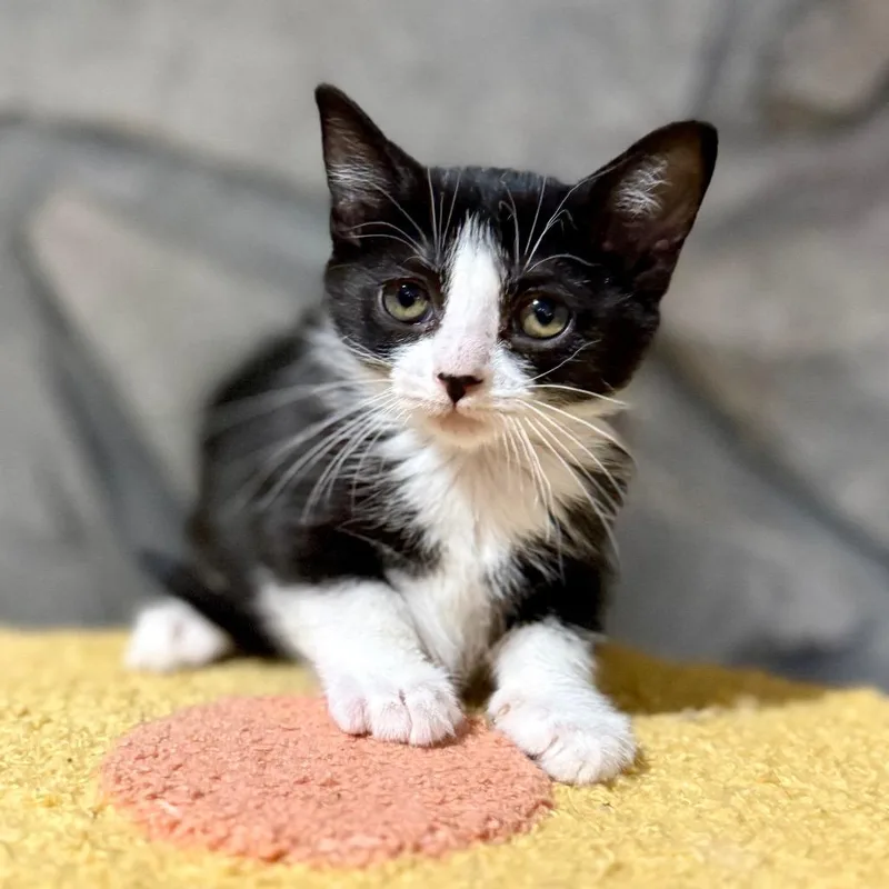 A baby small-sized female Black Domestic Short Hair cat named Mary for adoption in South Elgin, IL