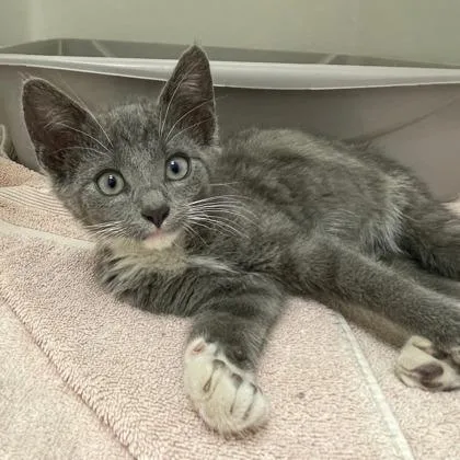 A baby small-sized male Domestic Short Hair cat named Niall for adoption in Wheaton, IL