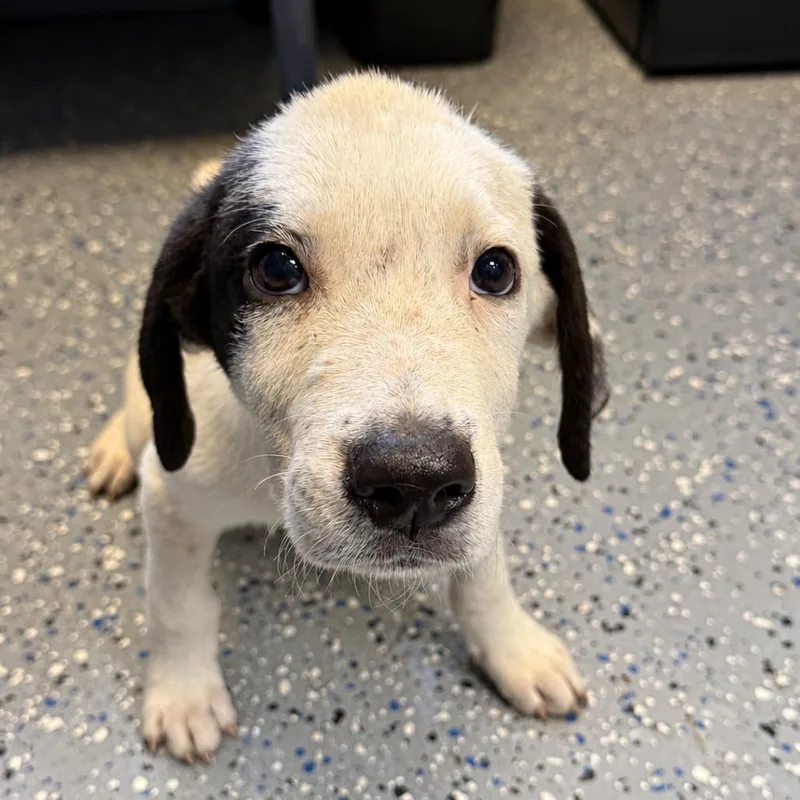 A baby medium-sized male Labrador Retriever dog named TUSCStray_ for adoption in Tuscaloosa, AL