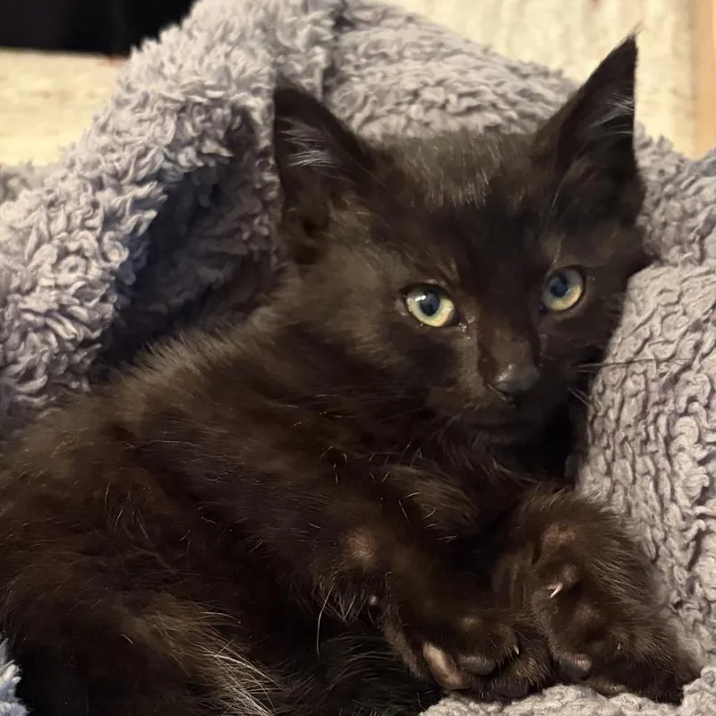 A baby small-sized male Black Domestic Short Hair cat named Walter for adoption in Waldorf, MD