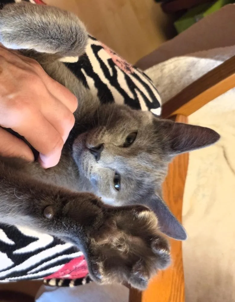 A young small-sized male Gray & White Domestic Short Hair cat named Shadow for adoption in Union Grove, WI