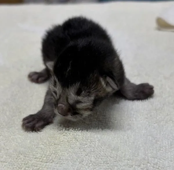 A baby small-sized male Domestic Short Hair cat named Milan for adoption in Escondido, CA