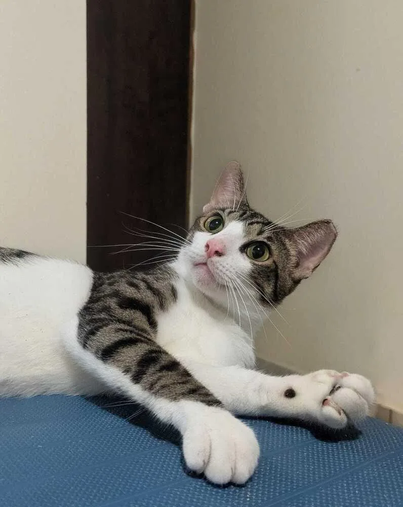 A young medium-sized male Gray & White Domestic Short Hair cat named Fabio for adoption in Naranjito, PR