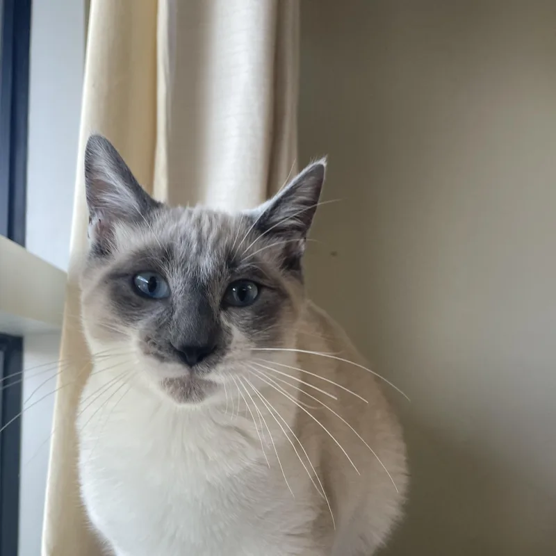A baby medium-sized male Lilac Point Siamese cat named Coke for adoption in Gladstone, MO