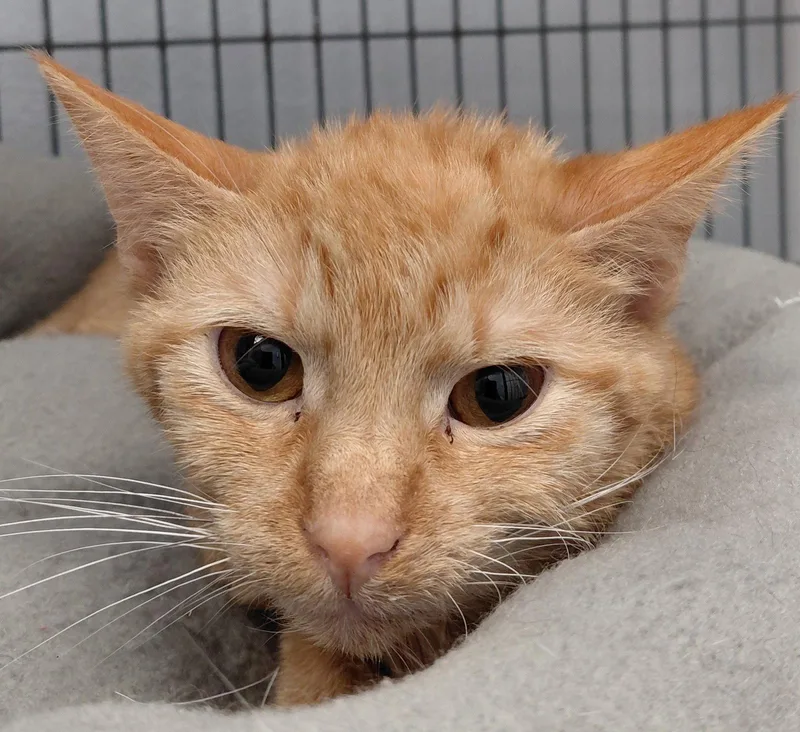 An adult medium-sized female Orange / Red Domestic Short Hair cat named Ella for adoption in Montello, WI