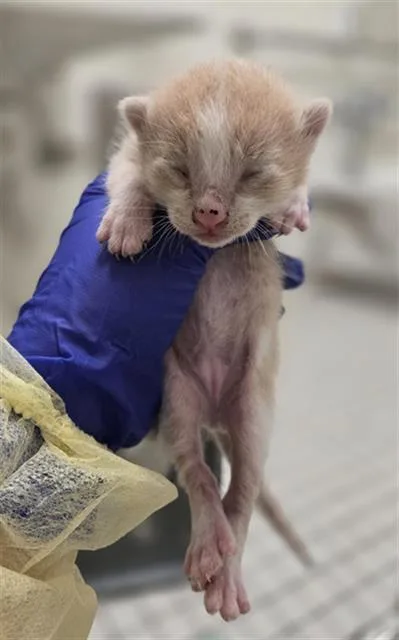 A baby medium-sized male Domestic Short Hair cat named Grain for adoption in Dallas, TX