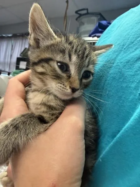 A baby small-sized female Domestic Short Hair cat named Canola Oil for adoption in Salisbury, MD
